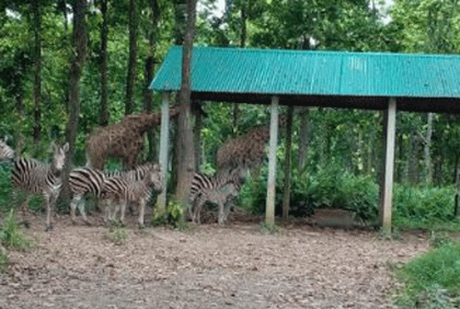 বঙ্গবন্ধু সাফারি পার্কের জেব্রা পরিবারে নতুন অতিথি