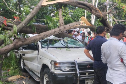 কেন্দ্রীয় শহিদ মিনারের সামনে গাছ উপড়ে আহত ৩