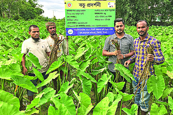 অনাবাদি জমিতে কচু চাষে আয়