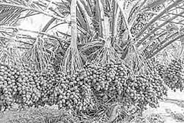 বগুড়ায় সৌদির আজোয়া খেজুর