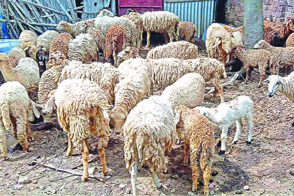 উন্নত প্রজাতির গাড়ল পালনে আগ্রহ বাড়ছে