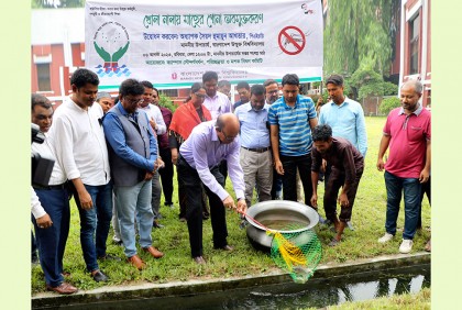 বাউবি ক্যাম্পাসকে মশকমুক্ত রাখতে ড্রেনে মাছের পোনা অবমুক্ত