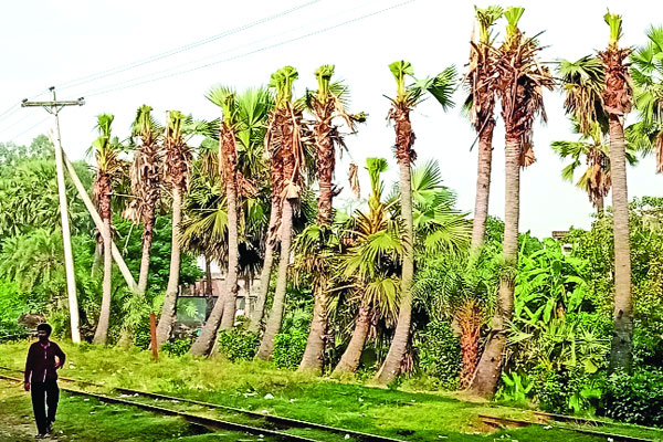 তালগাছের জীবন হুমকিতে
