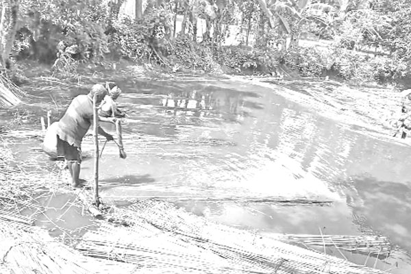 পাট জাগ দিতে পুকুর ভাড়া গুনতে হচ্ছে বাড়তি খরচ