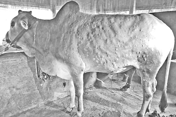 ছড়িয়ে পড়ছে লাম্পি স্কিন মরছে গবাদিপশু