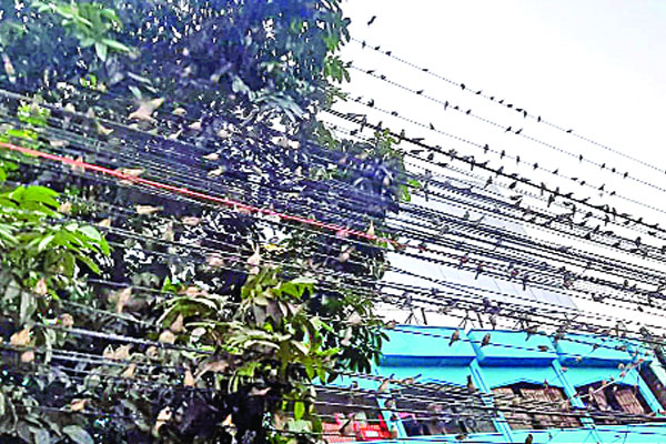 চড়ুই পাখির অভয়ারণ্য