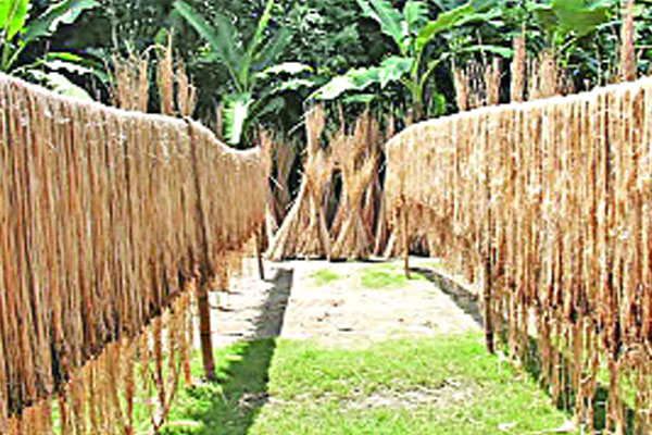 রংপুর অঞ্চলে কৃষকের ঘরে আসবে হাজার কোটি টাকা