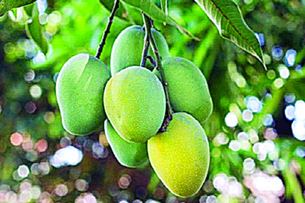 দেশে ১৪ হাজার কোটি টাকার আমের বাজার