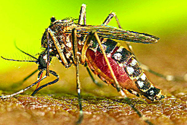 ডেঙ্গু পরীক্ষার কিট সংকট খুলনায়