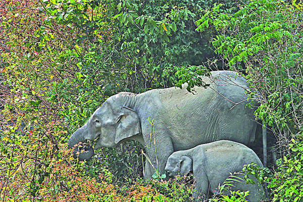 অস্তিত্ব সংকটে ‘মহাবিপন্ন’ হাতি
