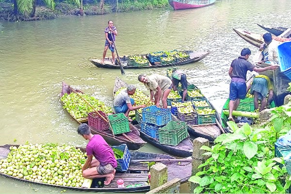 ভাসমান পেয়ারার হাটে জমজমাট বিকিকিনি
