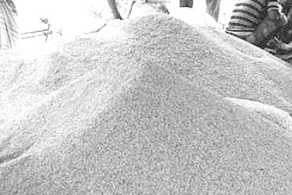 ব্রাহ্মণবাড়িয়ায় সরকারিভাবে ধান সংগ্রহ বন্ধ