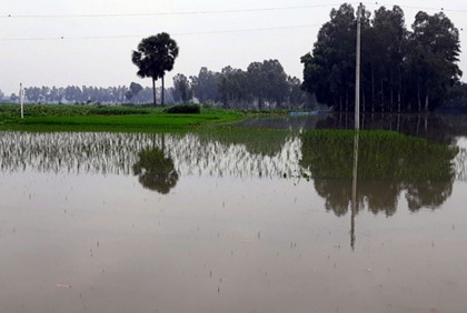 বিরামপুরে ৭ দিন ধরে পানির নিচে হাজার বিঘা জমির ধান
