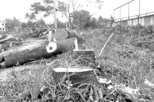 কুষ্টিয়ায় বৃক্ষ নিধনের মহোৎসব