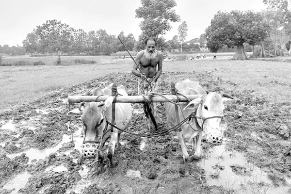 টানা বৃষ্টিতে স্বস্তি কৃষকের ব্যস্ত বীজতলায়