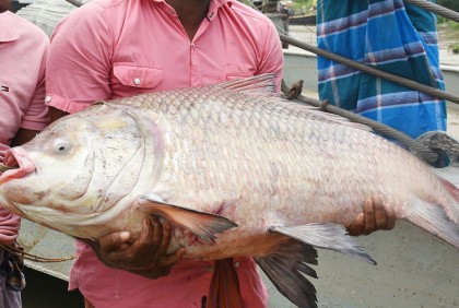 পদ্মায় ধরা পড়ল ২০ কেজির কাতল