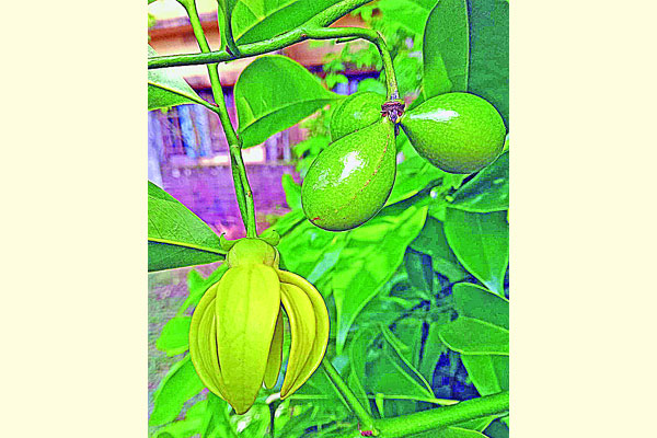 যে গাছের ফুল লুকিয়ে থাকতে পছন্দ করে