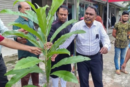 ফুলপুরে জাতীয় শোক দিবসে গাছের চারা রোপণ 