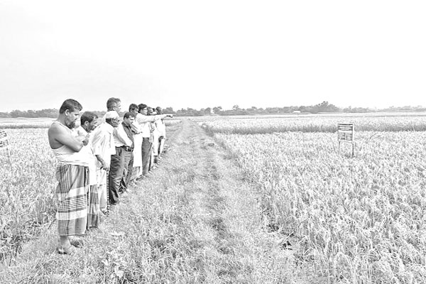 কুমিল্লায় আউশে হাসছে ২৩৭ হেক্টর পতিত জমি