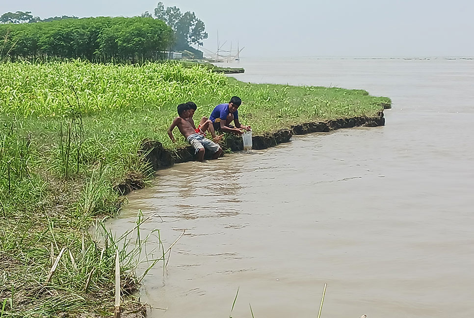 চরভদ্রাসনে নদী ভাঙনে ফসলি জমি বিলীন