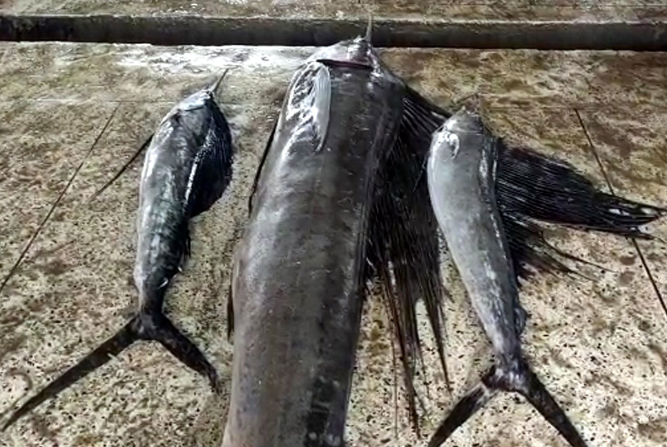 জেলের জালে ধরা পড়ল ৩ সেইল ফিস
