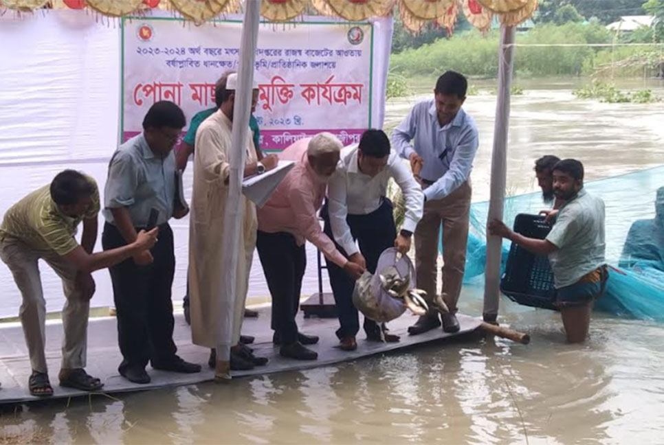কালিয়াকৈরে উন্মুক্ত জলাশয়ে মাছের পোনা অবমুক্ত