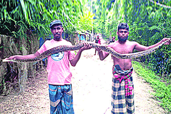 মাছপাত্রে মিলল ১০ ফুট অজগর