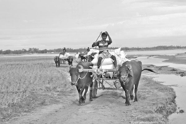 ‘চরের জাহাজ’ মোষের গাড়ি