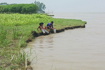 চরভদ্রাসনে নদী ভাঙনে ফসলি জমি বিলীন