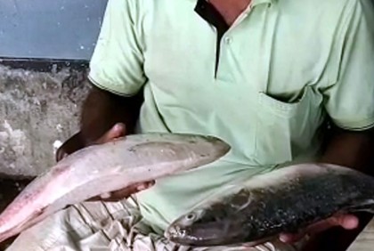 জেলের জালে ধরা পড়ল দুই কেজির ইলিশ