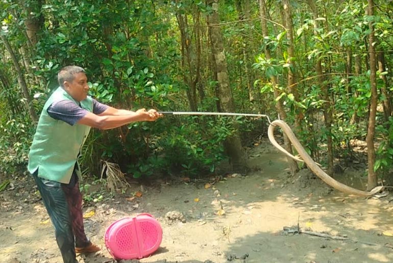 জালে আটকা বিষধর খৈয়া কোবরা সাপ, পরে সুন্দরবনে অবমুক্ত