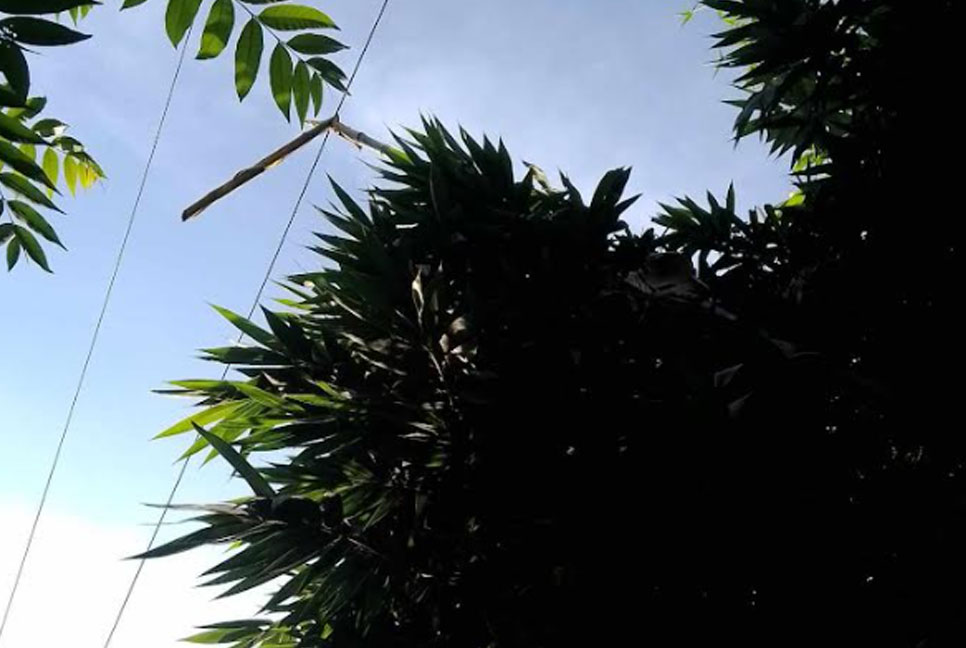 বাঁশ কাটতে গিয়ে বিদ্যুৎস্পৃষ্টে  নিহত


