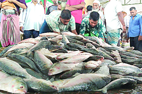 ইলিশে ভরপুর বরিশাল