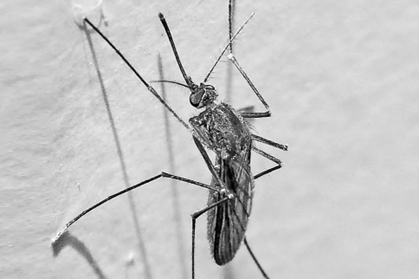 বড় বড় মশা বানাচ্ছে বিল গেটসের সংস্থা!