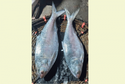 জেলের জালে আড়াই কেজি ওজনের জোড়া ইলিশ