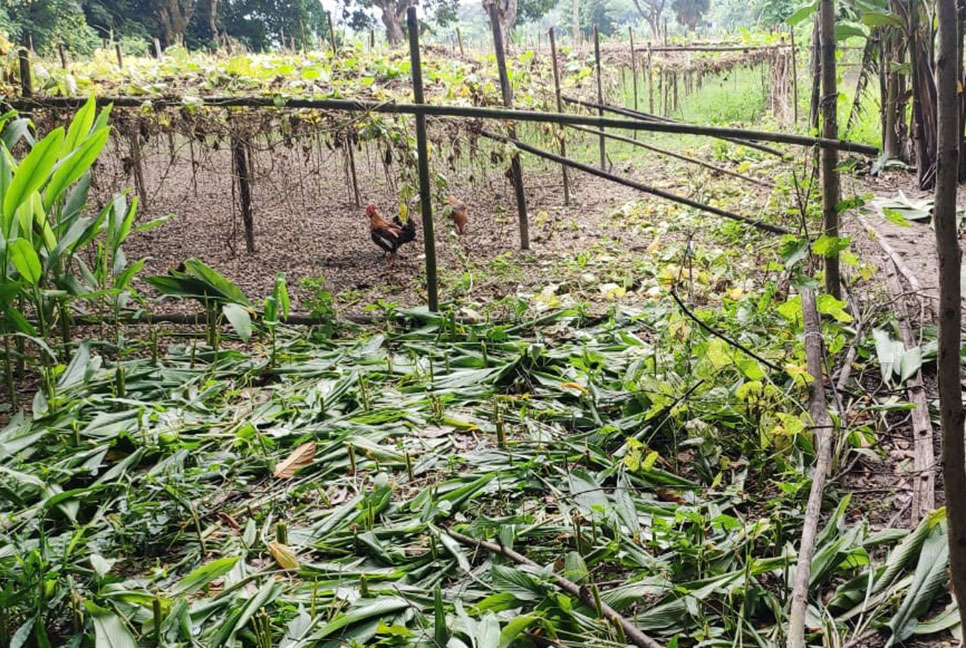 কৃষকের জমির গাছ ও ফসলের সাথে শত্রুতা