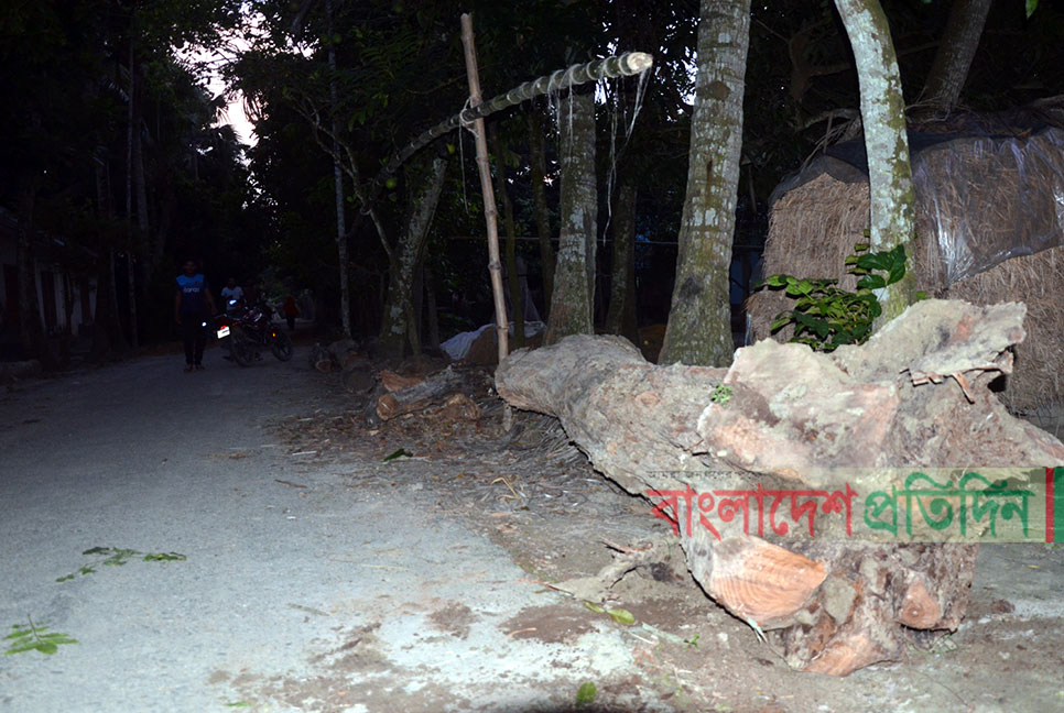 কুষ্টিয়ায় প্রধান শিক্ষকের বিরুদ্ধে শতবর্ষী গাছ বিক্রির অভিযোগ  