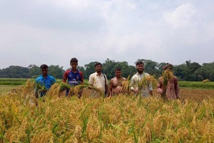 কুমিল্লায় নতুন জাতের ধানে খুশি কৃষক