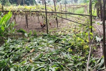 কৃষকের জমির গাছ ও ফসলের সাথে শত্রুতা