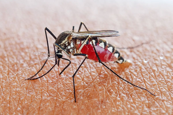 ডেঙ্গুতে হাসপাতালে ভর্তি লাখ ছাড়াল
