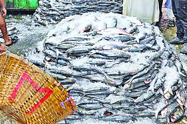সরবরাহ বেড়েছে ইলিশের