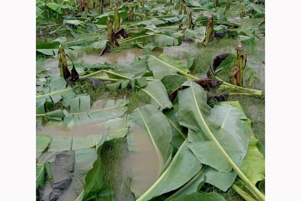 পাবনায় তিন কৃষকের কলাগাছ কেটে ফেলল দুর্বৃত্তরা 