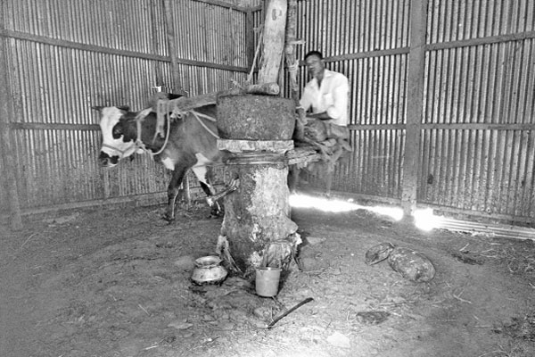 হারিয়ে যাচ্ছে সেই ঘানি