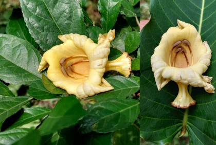 ফুটেছে দুর্লভ কাউয়াতুতি ফুল