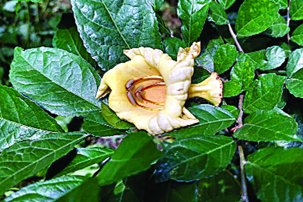 ফুটল দুর্লভ কাউয়াতুতি