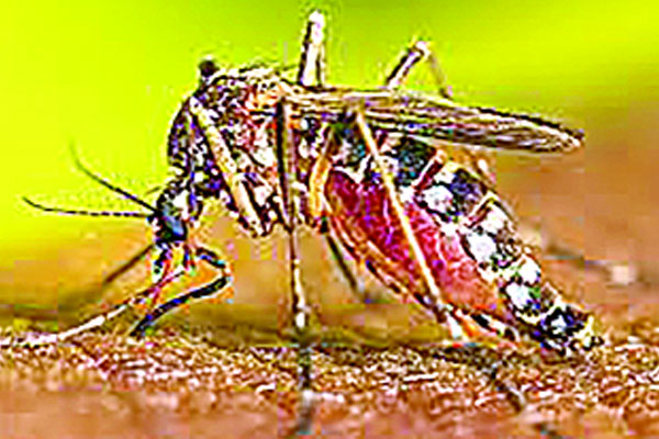 অর্থ ব্যয় হয়, মশা নিধন হয় না