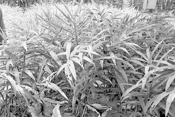 বস্তায় আদা চাষে ঝুঁকছেন নীলফামারীর কৃষক