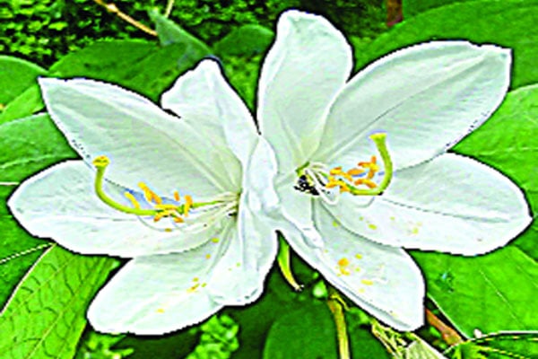 শুভ্রতা ছড়ানো শ্বেতকাঞ্চন