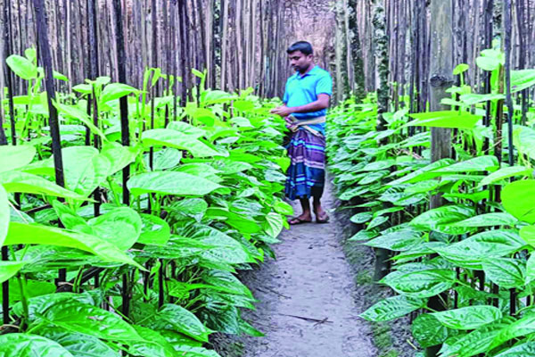 রাজশাহীর পানের কদর