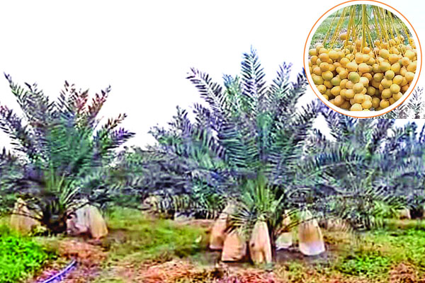 পাহাড়ে মরুভূমির খেজুর চাষ
